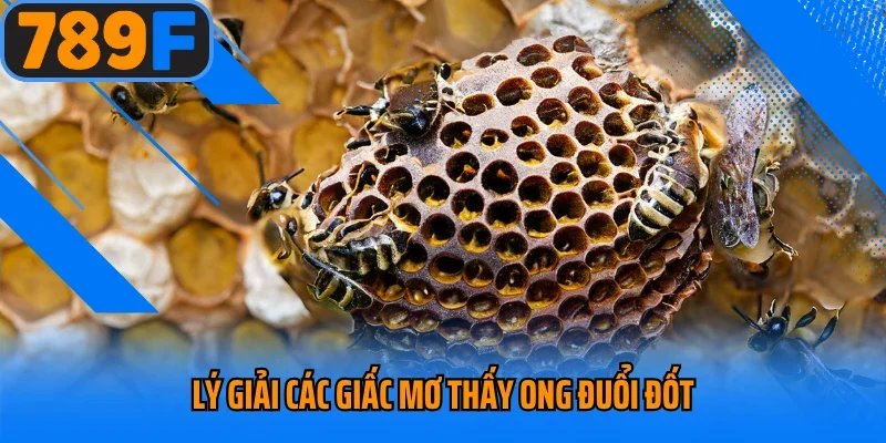 Lý giải các giấc mơ thấy ong đuổi đốt