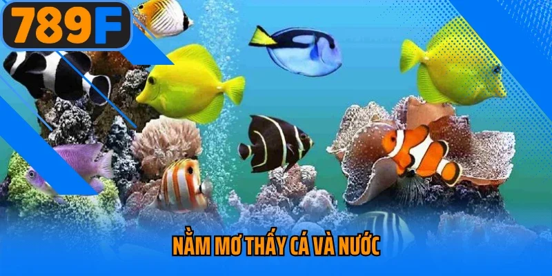 Nằm Mơ Thấy Cá Và Nước