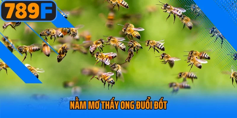 Nằm Mơ Thấy Ong Đuổi Đốt